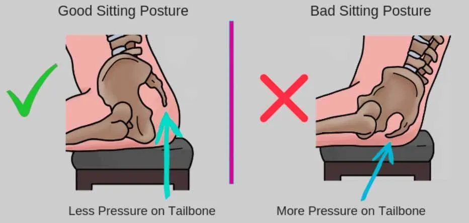 less pressure on the Tailbone and more pressure on the Tailbone