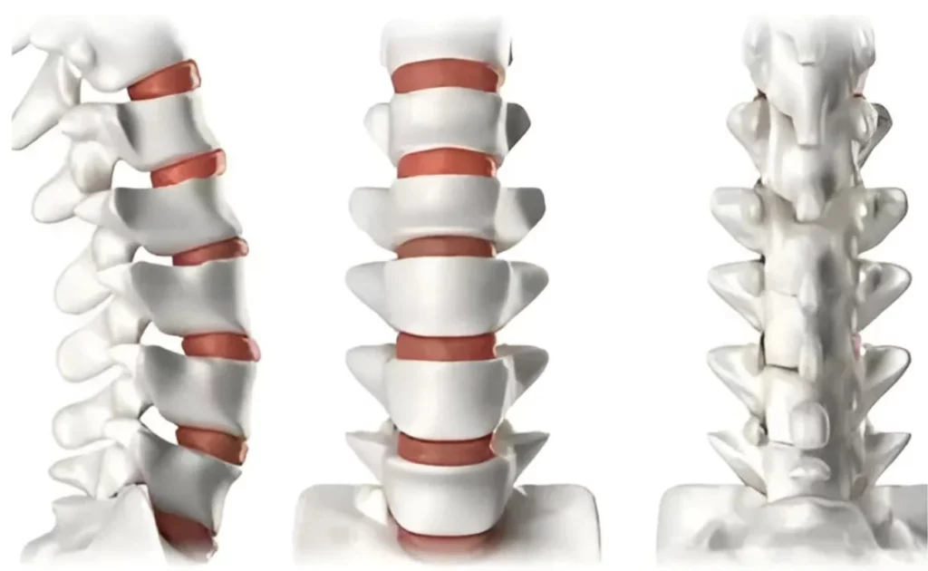 The structure of the spine