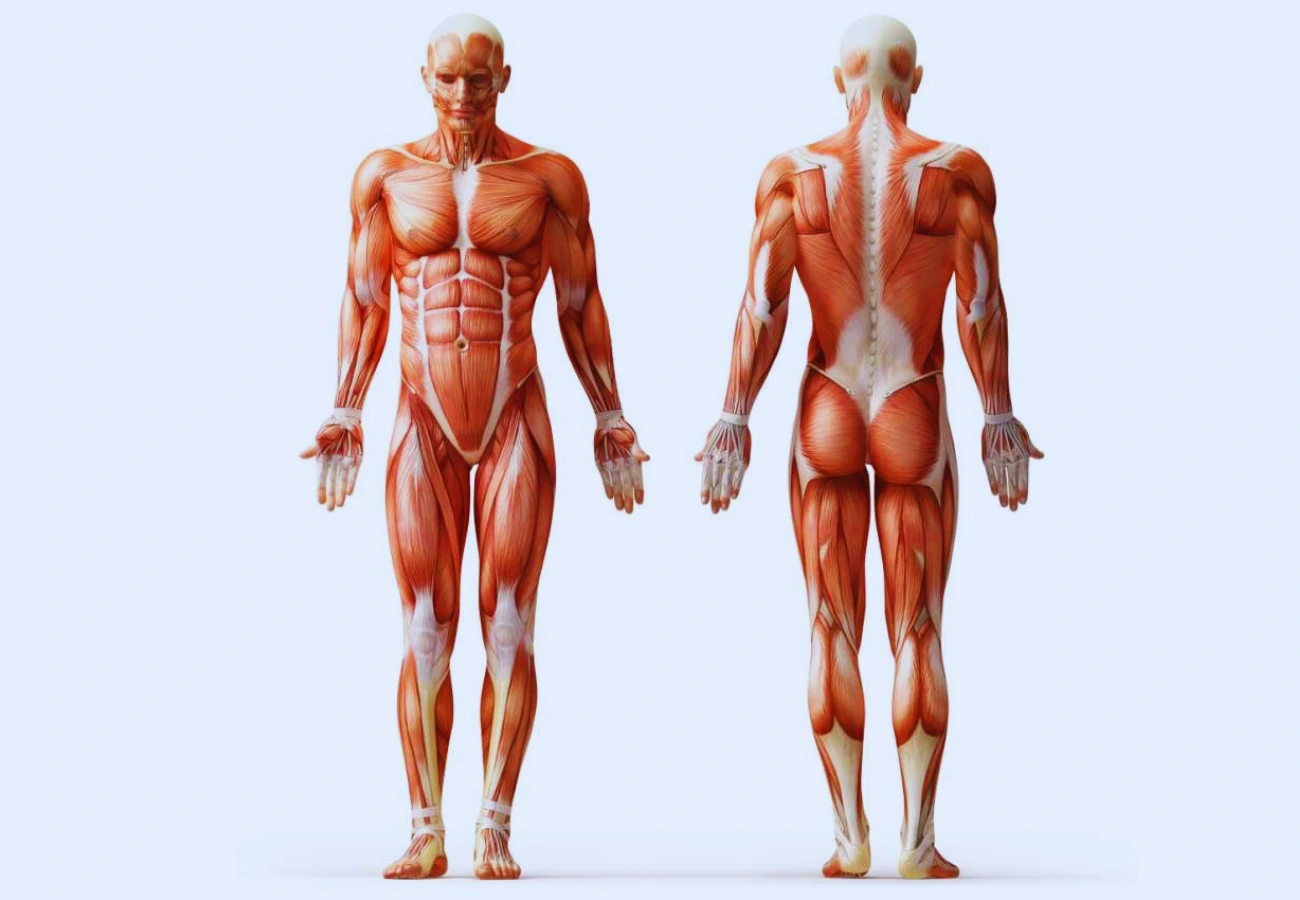 The Musculoskeletal System and Chiropractic Care