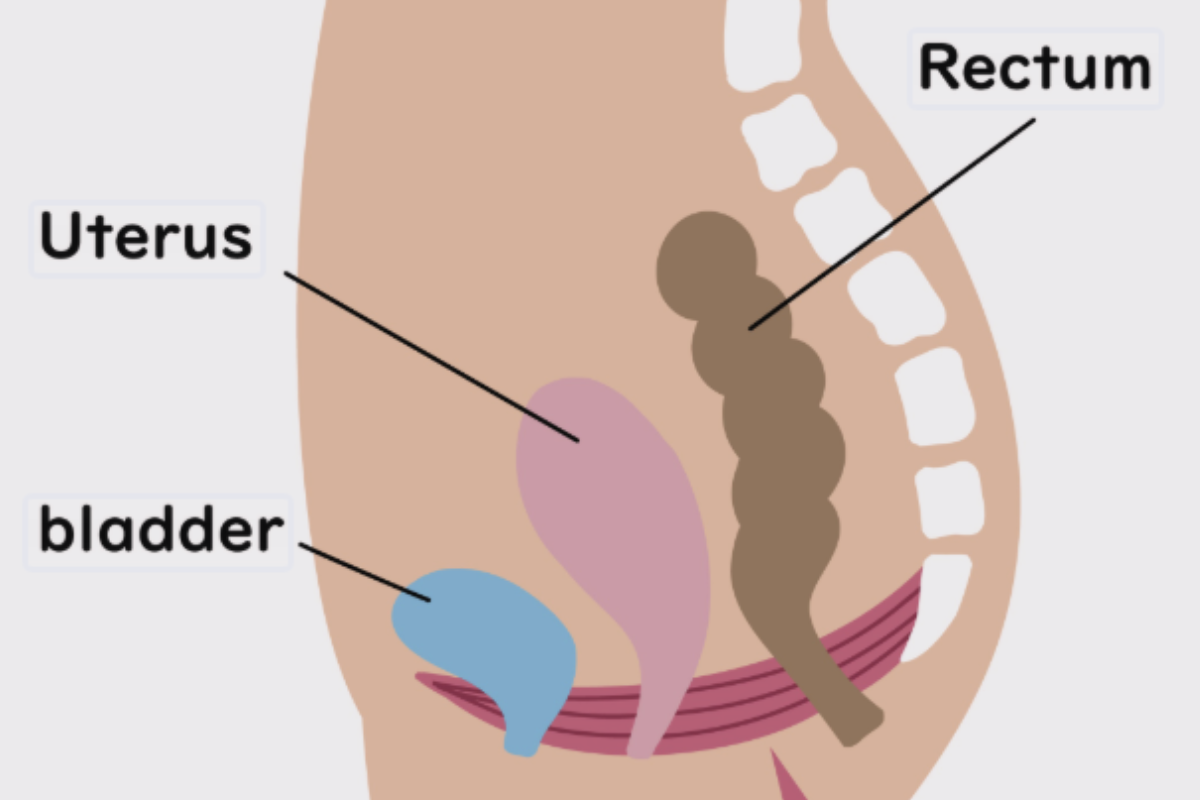 bladder, uterus and rectum (pelvic floor muscle )